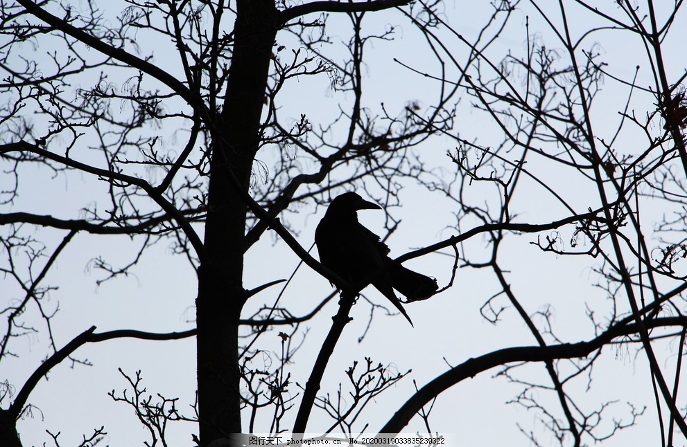 乌鸦 秃鼻乌鸦 大嘴乌鸦 老鸹 小嘴乌鸦 邦盖乌鸦 短嘴鸦 小嘴鸦