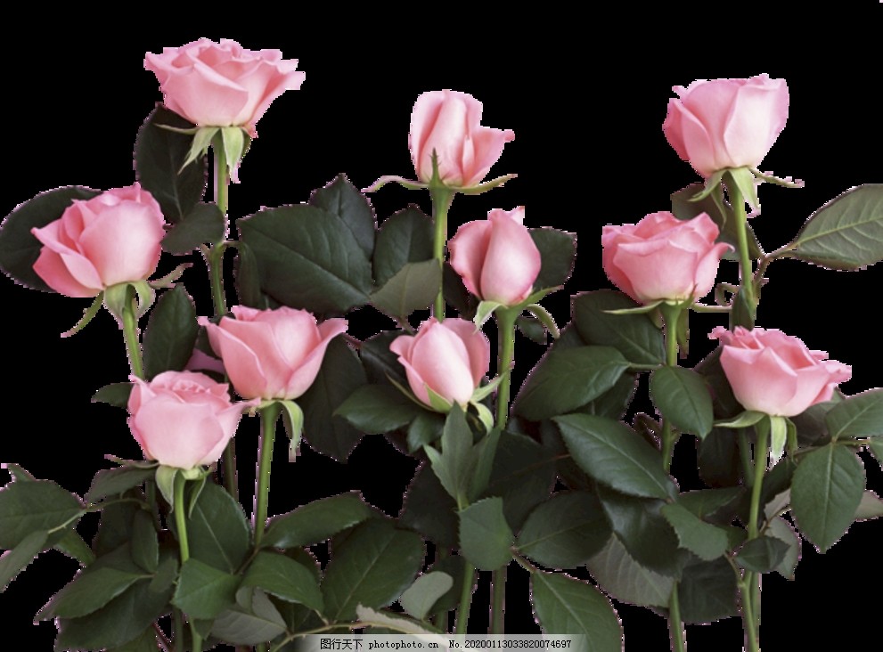 玫瑰花情人节透明背景素材图片 其他图片素材 其他 图行天下素材网