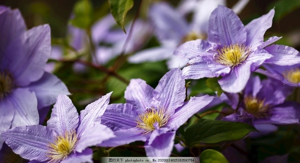 紫色花图片 花草 生物世界 图行天下素材网