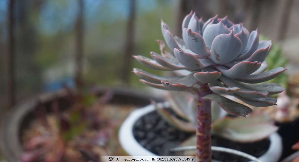 可爱的蓝紫色多肉植物室内植物图片 花草 生物世界 图行天下素材网