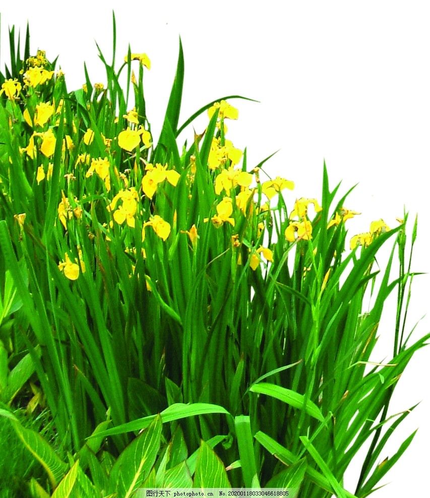 水生植物图片 其他 Psd分层 图行天下素材网