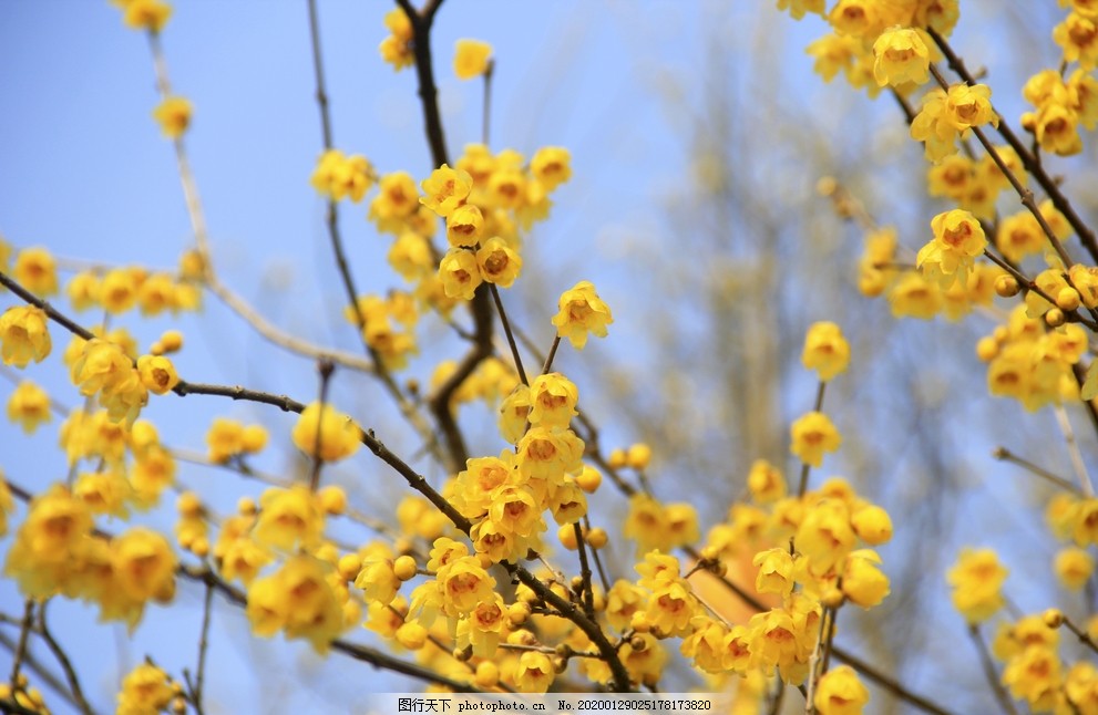 黄梅花图片 花草 生物世界 图行天下素材网