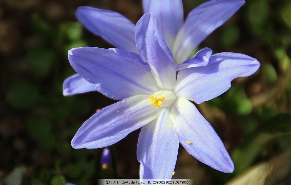 蓝心花摄影美图图片 花草 生物世界 图行天下素材网