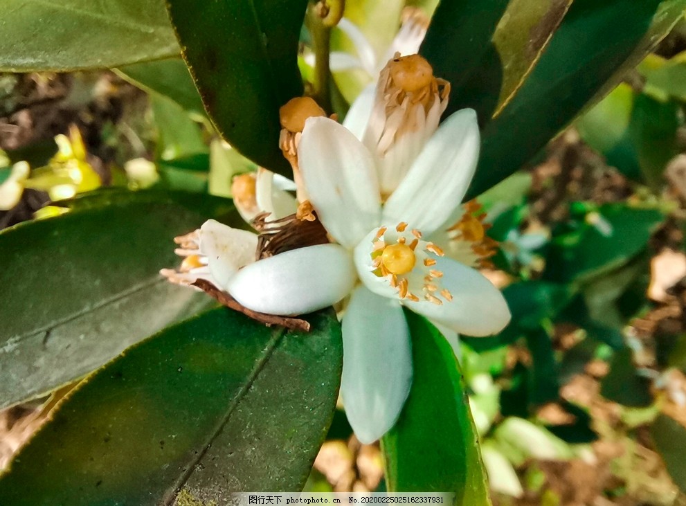 柑橘花图片 花草 生物世界 图行天下素材网