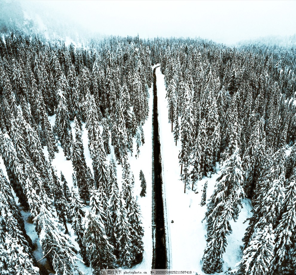 雪林,雪,树林,大道,背景,特效,摄影,生物世界,树木树叶,72DPI,JPG