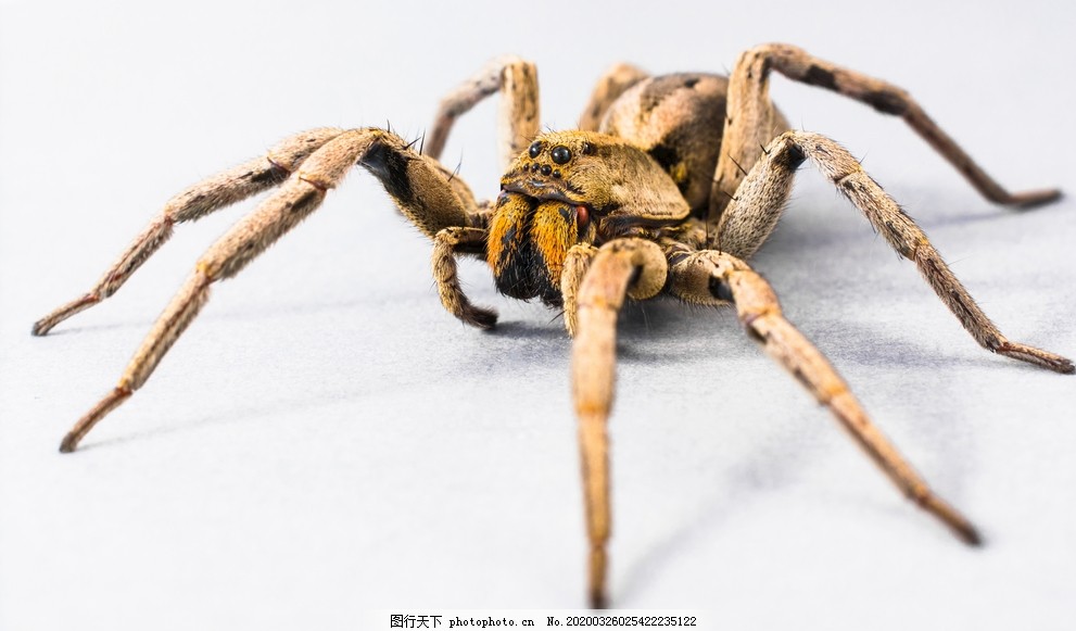 黄色的巨大的蜘蛛图片 其他 生物世界 图行天下素材网