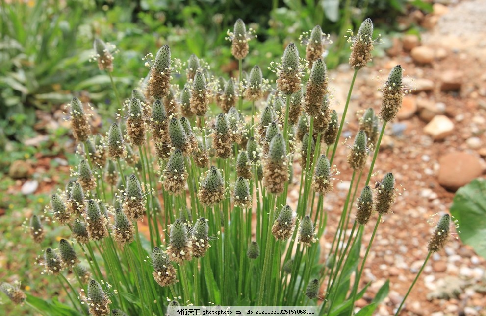 植物野草图片 花草 生物世界 图行天下素材网